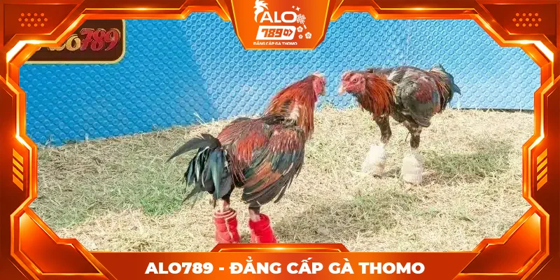 Các giải đấu đá gà hấp dẫn tại ALO789