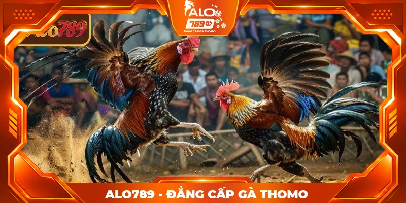 Các hình thức cược đá gà Thomo ALO789 thường gặp Các hình thức cược đá gà Thomo ALO789 thường gặp