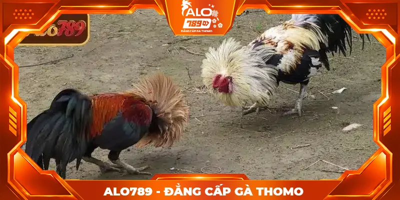 Cách xem và đọc kèo CPC1 CPC3 ALO789