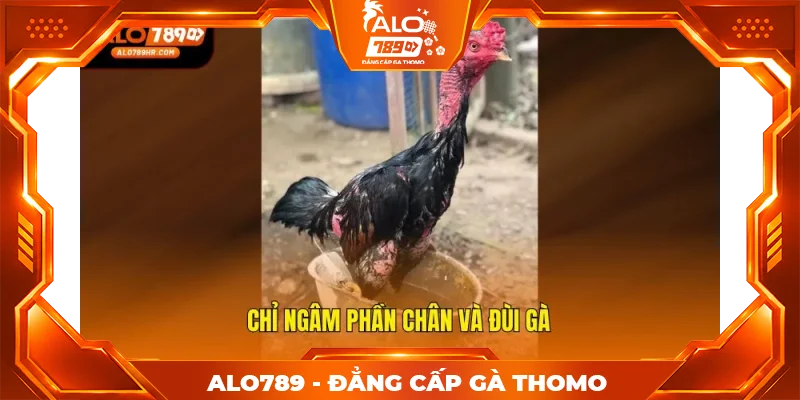 Chỉ ngâm phần chân và đùi gà Chỉ ngâm phần chân và đùi gà