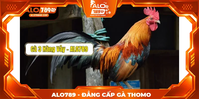 Gà 3 hàng vảy có đặc điểm gì? Tốt hay xấu?