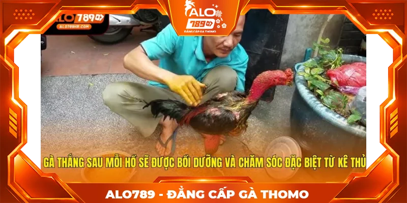 Gà thắng sau mỗi hồ sẽ được bồi dưỡng và chăm sóc đặc biệt từ kê thủ