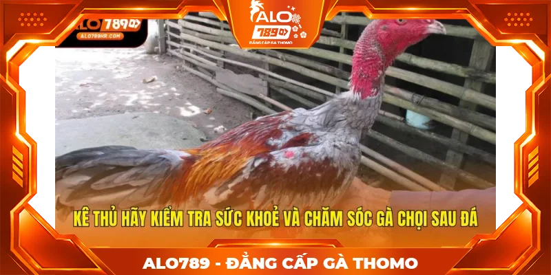 Kê thủ hãy kiểm tra sức khoẻ và chăm sóc gà chọi sau đá Kê thủ hãy kiểm tra sức khoẻ và chăm sóc gà chọi sau đá