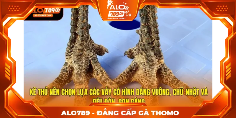 Kê thủ nên chọn lựa các vảy có hình dáng vuông, chữ nhật và đều đặn, gọn gàng Kê thủ nên chọn lựa các vảy có hình dáng vuông, chữ nhật và đều đặn, gọn gàng