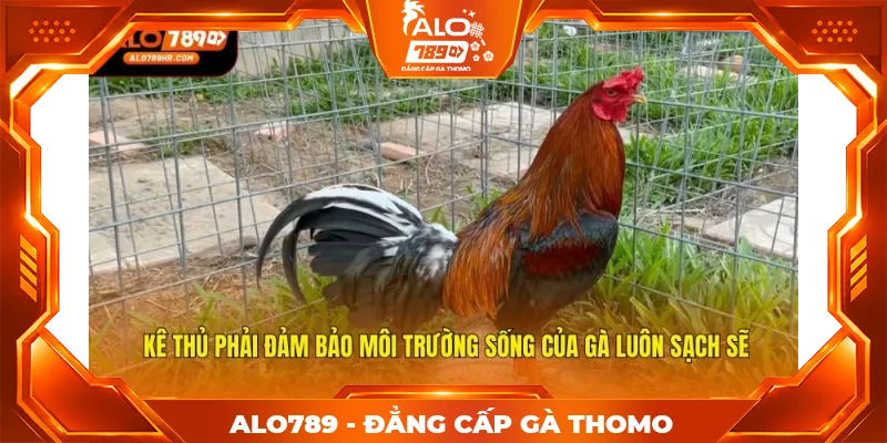 Kê thủ phải đảm bảo môi trường sống của gà luôn sạch sẽ Kê thủ phải đảm bảo môi trường sống của gà luôn sạch sẽ