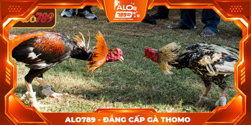 Khái niệm cơ bản về đá gà Thomo ALO789 Khái niệm cơ bản về đá gà Thomo ALO789