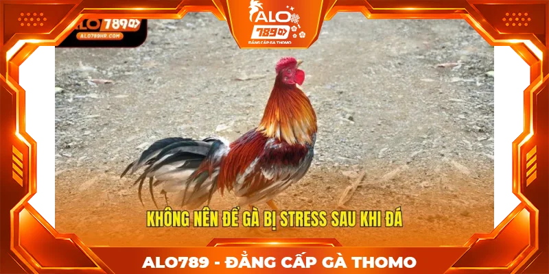 Không nên để gà bị stress sau khi đá Không nên để gà bị stress sau khi đá