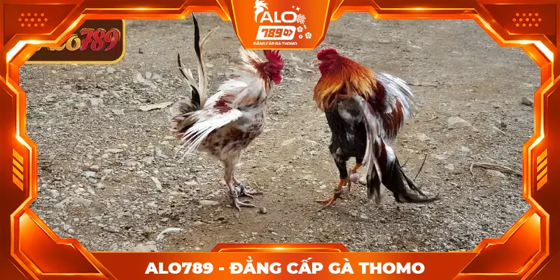Luật tham gia đá gà cựa sắt chi tiết tại ALO789