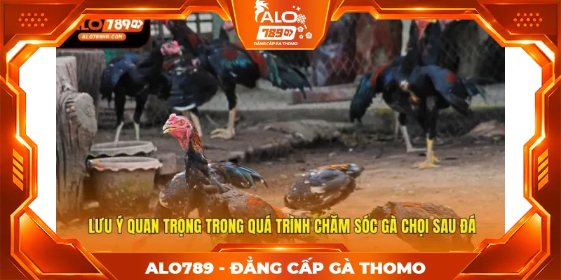 Lưu ý quan trọng trong quá trình chăm sóc gà chọi sau đá Lưu ý quan trọng trong quá trình chăm sóc gà chọi sau đá