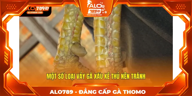 Một số loại vảy gà xấu kê thủ nên tránh Một số loại vảy gà xấu kê thủ nên tránh