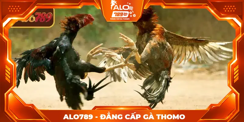 Sơ lược về đá gà cựa dao ALO789
