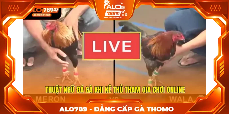 Thuật ngữ đá gà khi kê thủ tham gia chơi online Thuật ngữ đá gà khi kê thủ tham gia chơi online