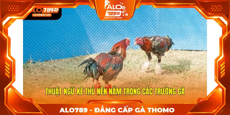 Thuật ngữ kê thủ nên nắm trong các trường gà Thuật ngữ kê thủ nên nắm trong các trường gà