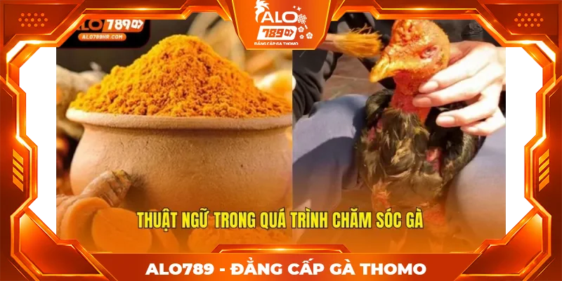Thuật ngữ trong quá trình chăm sóc gà Thuật ngữ trong quá trình chăm sóc gà