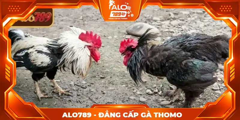 Tổng quan về đá gà trực tiếp miễn phí ALO789