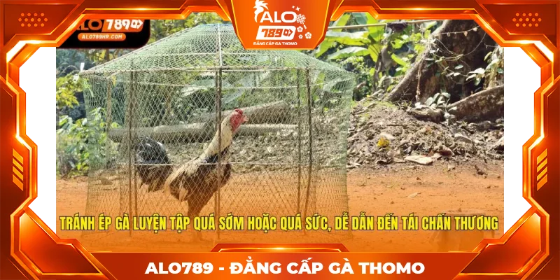 Tránh ép gà luyện tập quá sớm hoặc quá sức, dễ dẫn đến tái chấn thương Tránh ép gà luyện tập quá sớm hoặc quá sức, dễ dẫn đến tái chấn thương
