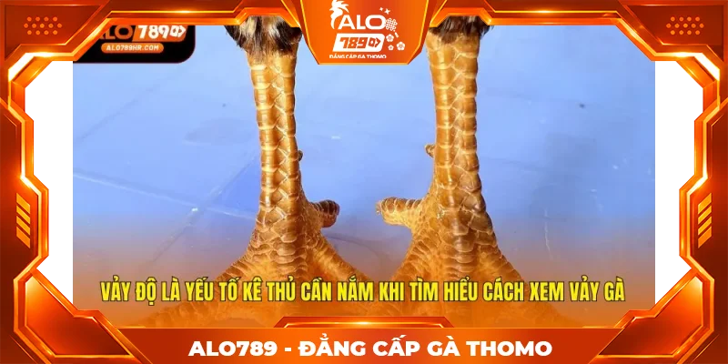 Vảy độ là yếu tố kê thủ cần nắm khi tìm hiểu cách xem vảy gà Vảy độ là yếu tố kê thủ cần nắm khi tìm hiểu cách xem vảy gà