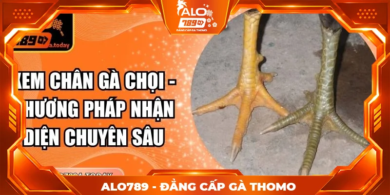 Xem Chân Gà Chọi - Phương Pháp Nhận Diện Chuyên Sâu