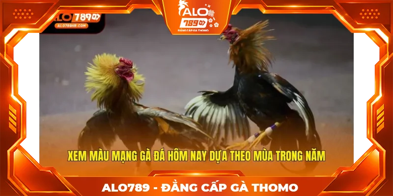 Xem màu mạng gà đá hôm nay dựa theo mùa trong năm