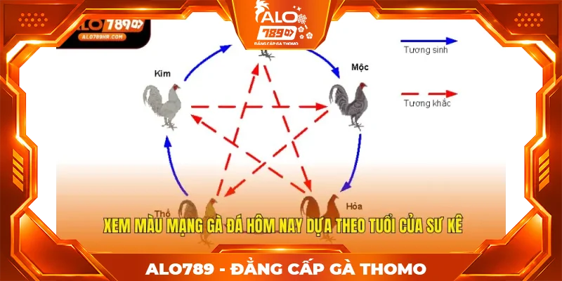 Xem màu mạng gà đá hôm nay dựa theo tuổi của sư kê